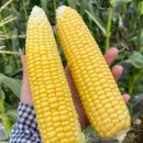 동식농장 이미지