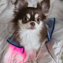 레이 펫 | 펫큐어레이 사용 후기 (서포터즈 6기)