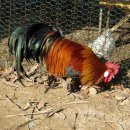 종보농장 이미지