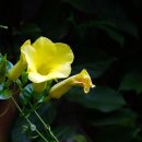 디하우스 풀빌라 펜션 이미지