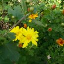 몸살리는 국선도 이미지