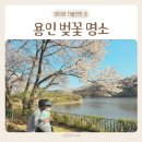 주정차-38 | 용인 벚꽃 명소 호암미술관 가실벚꽃길 에버랜드 워킹벚꽃길 후기