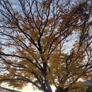 느티나무집민박 이미지