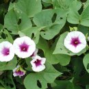 속담과 현대음악 이미지