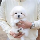 미니펫 강아지분양 고양이분양 강남점 | 꼬똥드툴레아분양 예쁜강아지 1등인견종