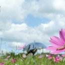 코스모스 이미지