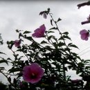 강서기동대 이미지