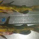 용풍낚시터 이미지