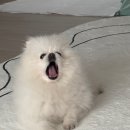 개쩔개