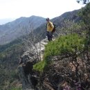 여우와늑대 이미지