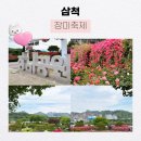 오십천둔치 | [삼척] 삼척 가볼만한 곳, 2024년 삼척 장미축제 다녀온 후기🌹