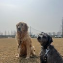 BG독케어센터 이미지