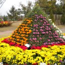 송광호노래교실 **인천 서구매립지 국화축제** 이미지