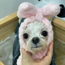 멍풀하우스 이미지