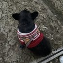 치우농장 이미지