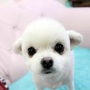 뷰티펫하우스 이미지