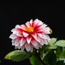 정말귀엽개 이미지