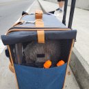 양양오션뷰애견펜션바다빛무지개 이미지