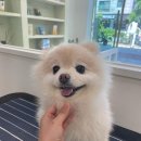 다엘 애견미용실 이미지