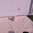 마이리틀메이트 이미지