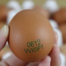 오탄농장 | 오탄농장｜자연방사 동물복지 무항생제 유정란, 난각 1번