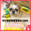종합동물병원 이미지