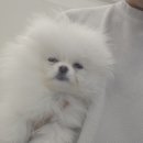 댕댕프렌즈 이미지