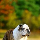 써클켄넬 이미지