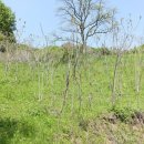 옻나무집 이미지