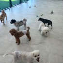 파브 퍼피 이미지