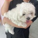 쫑랑쫑랑 | 고양시 애견미용 삼송역 애견미용 말티즈미용후기