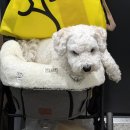 언니네 펫 | 2026 케이 펫페어 세텍 / 첫날 방문 후기 / 사전등록 / 선착순300명