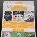 애견카페 제니콩콩 이미지