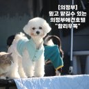 할리우독 | [의정부] 믿고 맡길수 있는 의정부애견호텔 추천 &#34;할리우독&#34;