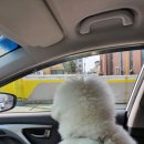 봉오대로556번길 | 부천 양묘공원 무료로 애견놀이터 입장하기