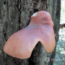 화경 이미지
