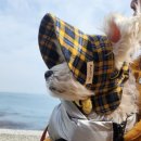 도그루아 이미지