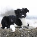 24시 에피소드 동물 메디컬 센터 이미지