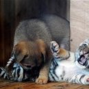 하룻 강아지 이미지