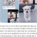 놀루오숑 | 우리 강아지의 소중한 쉼터, 대전강아지호텔 찾는다면 놀루오숑에서 행복을 경험하세요