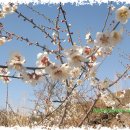 함초롬농원 이미지