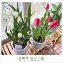 3월 11일 <흙의 날> 반려식물: 아스파라거스 나누스 | 이 맛에 키운다! 4개월 만의 튤립 개화 순간