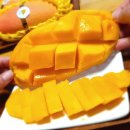 (주)무지개팜 | 15 브릭스 고당도 태국무지개망고 활용 디저트와 후숙 및 자르는 법, 만월상회(만월팜) 마하차녹 리뷰!