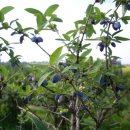 태백농장 이미지