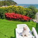 핑스애견펜션 이미지