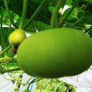 신기농장 이미지