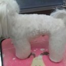 리즈애견미용 이미지