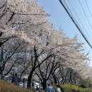 탄금호순환자전거길1 | 2026 안양천 벚꽃길 벚꽃 실시간(26.4.2) 후기ㅣ벚꽃 명소 산책 데이트 코스 추천 ( + 주차꿀팁 )