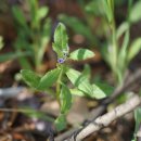 갈퀴지치 Asperugo procumbens L.(지치과 갈퀴지치속) 이미지