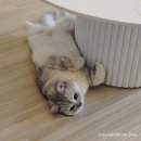 처갓집양념치킨소사점 이미지